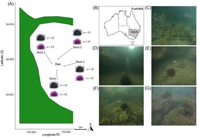 Assessing lobster and co-predator feeding rates on barrens-forming sea urchins in South East Australia